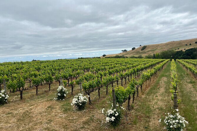 From San Francisco: Napa & Sonoma Valley Wine Tour with Tastings - Frequently Asked Questions