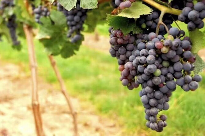From San Francisco: Wine Tour, Redwoods, and Hop-on Hop-off Tour - Final Thoughts: Is It Right for You?