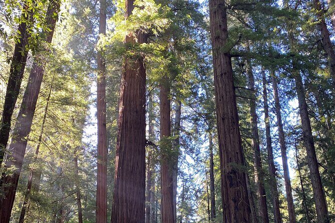 From San Francisco: Wine Tour, Redwoods, and Hop-on Hop-off Tour - Final Verdict