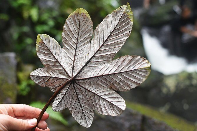 From San Juan: El Yunque Rainforest Hiking Adventure - The Itinerary in Detail