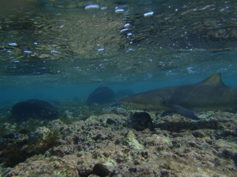 From Santa Maria: Guided Lemon Shark Watching - Key Points