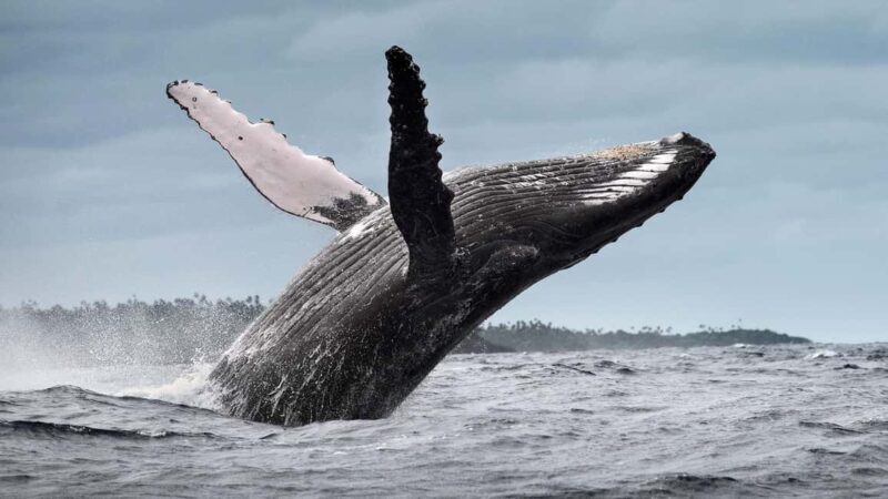 From Santo Domingo: Whale Watching & Cayo Levantado - An In-Depth Look at the Tour Experience