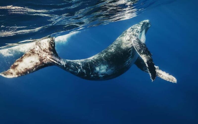 From Santo Domingo: Whale Watching & Cayo Levantado - Who Will Love This Tour?