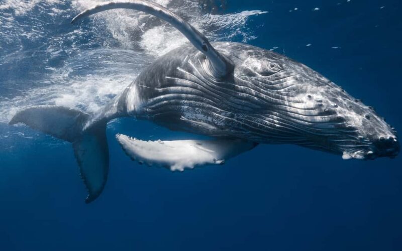 From Santo Domingo: Whale Watching & Cayo Levantado - FAQs