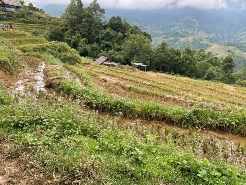 From Sapa: Full-Day Trekking Tour Lao Chai & Ta Van Villages - FAQ