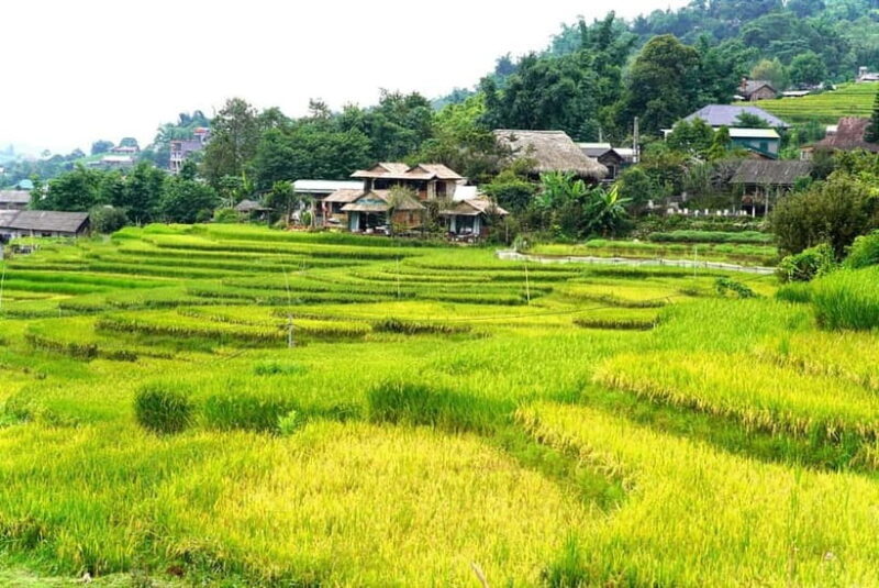 From Sapa Visit Lao Chai/Ta Van/Giang Ta Chai Sleep Homestay - The Sum Up: A Worthwhile Journey for Authentic Souls