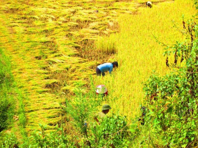 From Sapa: Waterfalls, Trekking and Tribal Villages Tour - FAQ