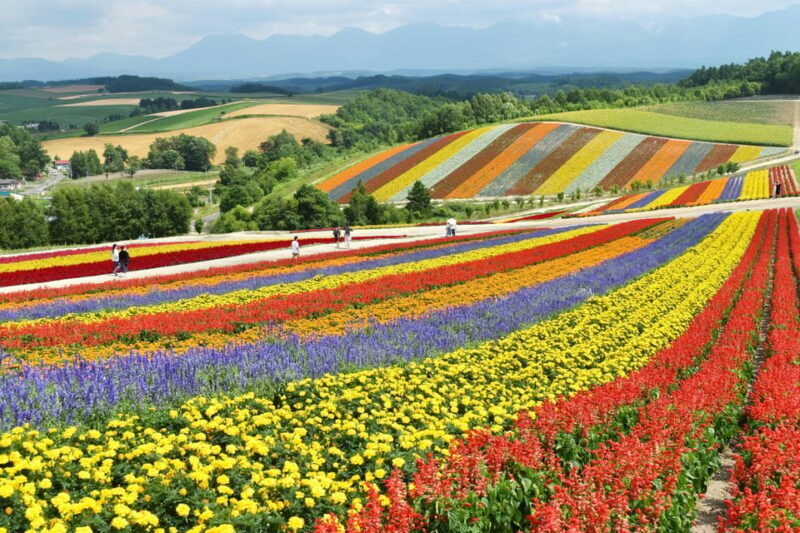 From Sapporo: Furano and Biei Vibrant Fields Tour - Exploring Hokkaido’s Countryside: A Detailed Look