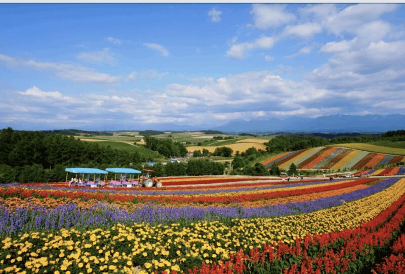 From Sapporo : Hokkaido Furano Tomita Farm Joiner Tour - Why This Tour Could Be a Perfect Fit