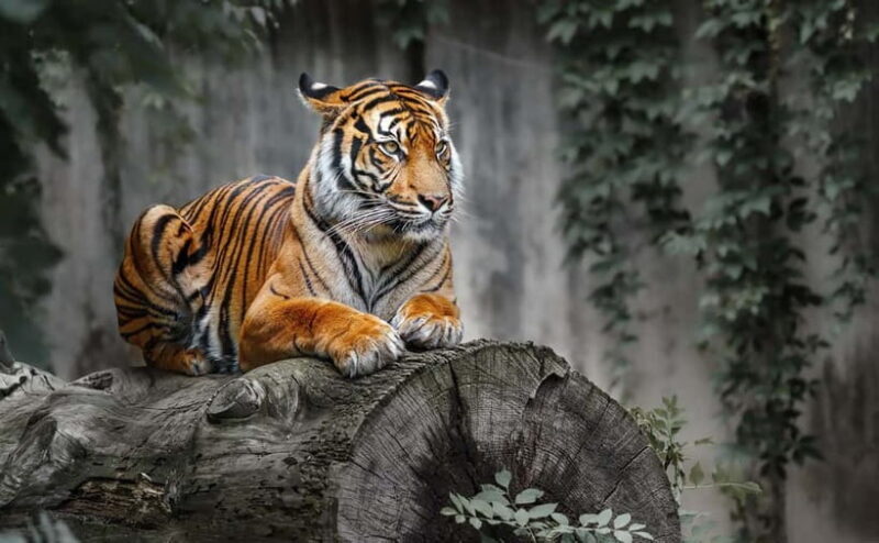 From Sariska: Official Tiger Safari in Open Jeep with Guide - The Sum Up