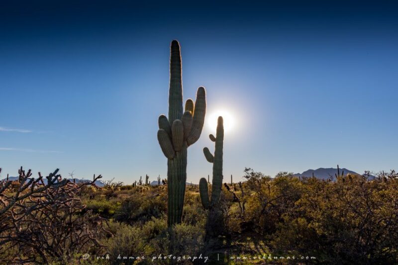 From Scottsdale: Sonoran Desert & Tonto National Forest Trip - FAQ