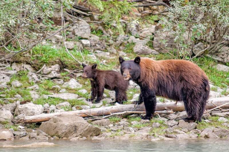 From Seattle: Canadian Rockies 7Day National Parks Tour - Exploring the Icefields Parkway — One of the World’s Most Scenic Drives
