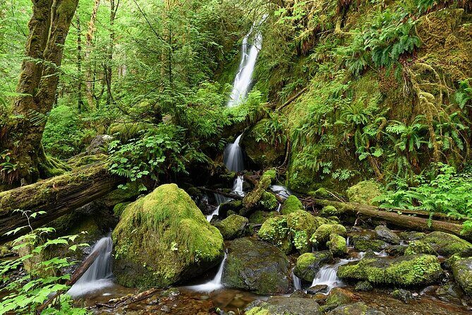 From Seattle Hoh rain forest and Olympic National Park Highlight - Key Points