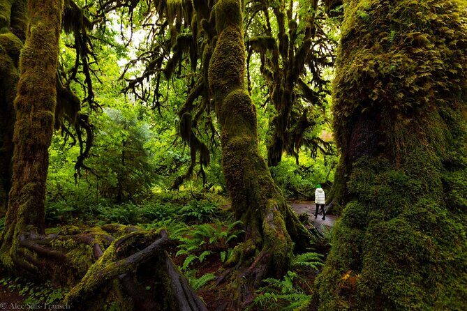 From Seattle Hoh rain forest and Olympic National Park Highlight - Frequently Asked Questions