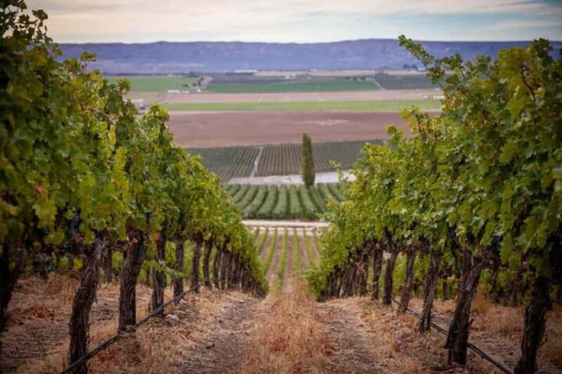 From Seattle - Wine Tasting, Vineyards in Eastern WA - Practical Details & Value