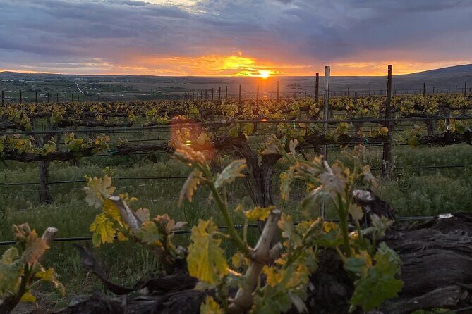 From Seattle Wine Tasting, Vineyards in Eastern WA - A Scenic Drive into Washington’s Wine Country