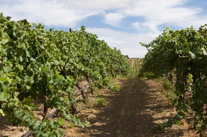 From Seattle Wine Tasting, Vineyards in Eastern WA - The Highlight: VanArnam Vineyards in Zillah
