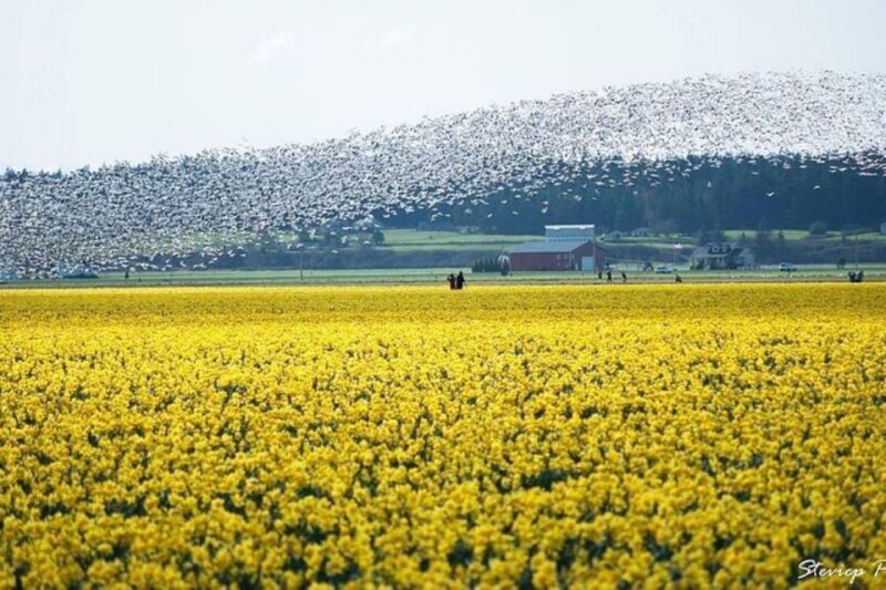 From Seattle:Tulip Festival at Skagit Valley and La Conner - What the Itinerary Offers: An In-Depth Look