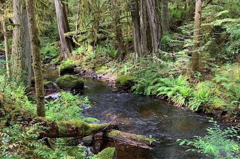 From Sechelt or Langdale: Sunshine Coast Tour and Hike - What You’ll Love and Who It’s For