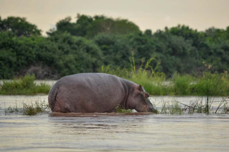From Selous Game Reserve: Rufiji River Wildlife Boat Safari - Final Thoughts