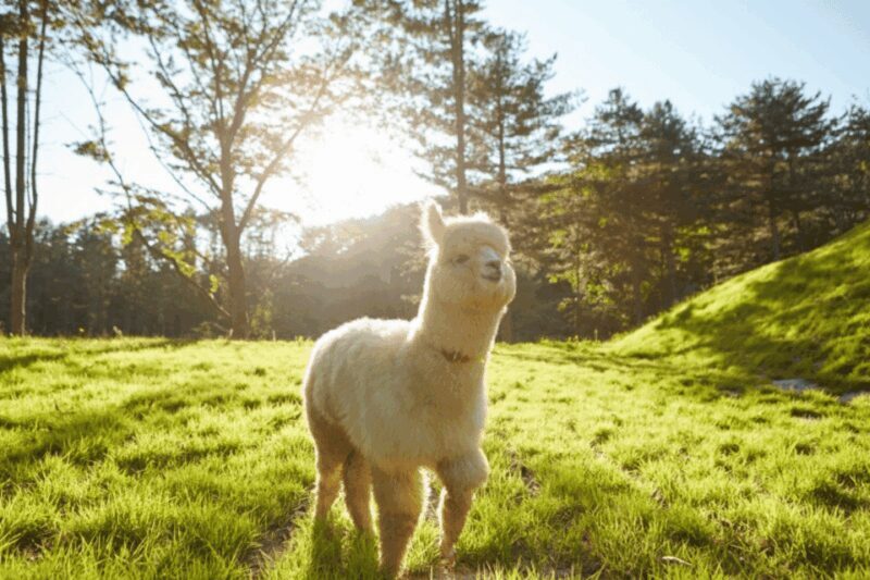 From Seoul: Alpaca Farm with Rail bike/ Luge Racing - What You Can Expect from the Tour
