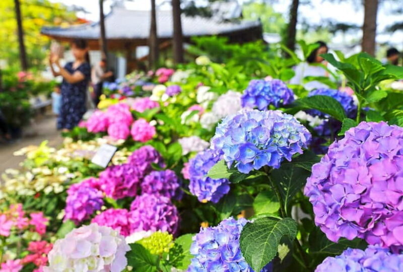 From Seoul: Begonia Bird Park, Rail Bike and Garden Tour - Key Points