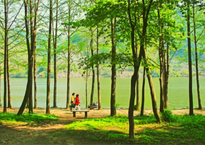 From Seoul: Nami Island, Korean Garden & Rail Bike Day Trip - The Sum Up