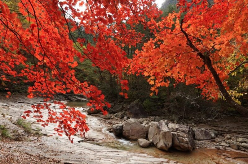 From Seoul: Seoraksan Mountain with Cable Car- Shuttle Bus - Who This Tour Is Best For