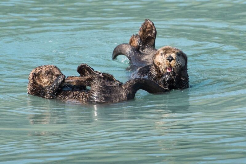 From Seward: Half-Day Resurrection Bay Wildlife Cruise Tour - Who Should Consider This Tour?