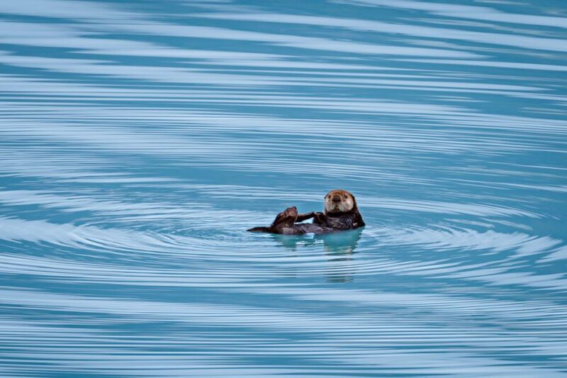 From Seward: Half-Day Resurrection Bay Wildlife Cruise Tour - Final Thoughts