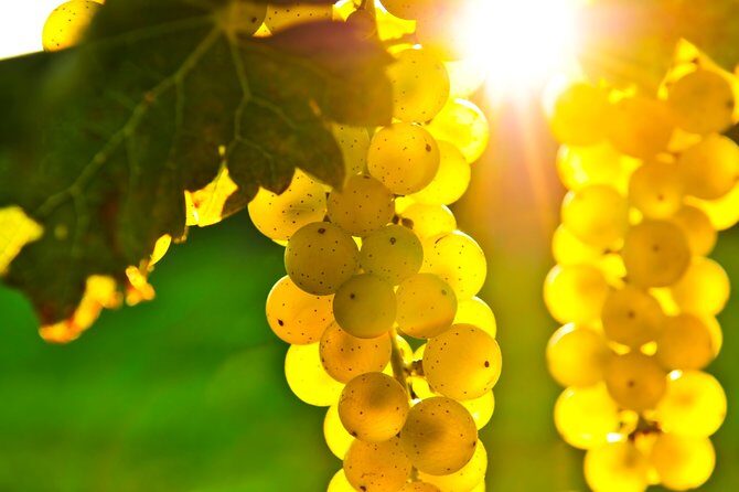 From SF: Napa and Sonoma Valley Wine Experience with 3 Wineries - Insights from Reviews: What Travelers Love and What Could Improve