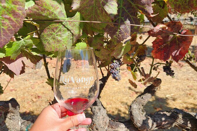 From SF: Napa and Sonoma Valley Wine Experience with 3 Wineries - Who Would Enjoy This Tour?