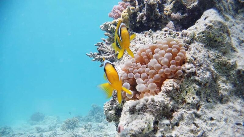 From Sharm: Luxury Diving cruise to Ras Mohammed with Lunch - Key Points