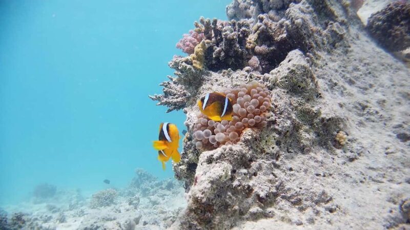 From Sharm: Luxury Diving cruise to Ras Mohammed with Lunch - Who Will Love This Tour?
