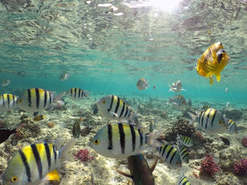 From Sharm: Ras Mohammed snorkeling cruise & optional diving - What Makes This Tour Stand Out