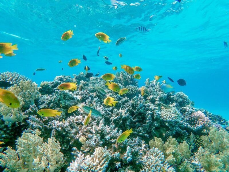 From Sharm: White Island and Ras Mohamed Snorkeling Trip - Key Points