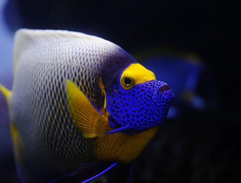 From Sharm: White Island and Ras Mohamed Snorkeling Trip - Practical Tips for Travelers