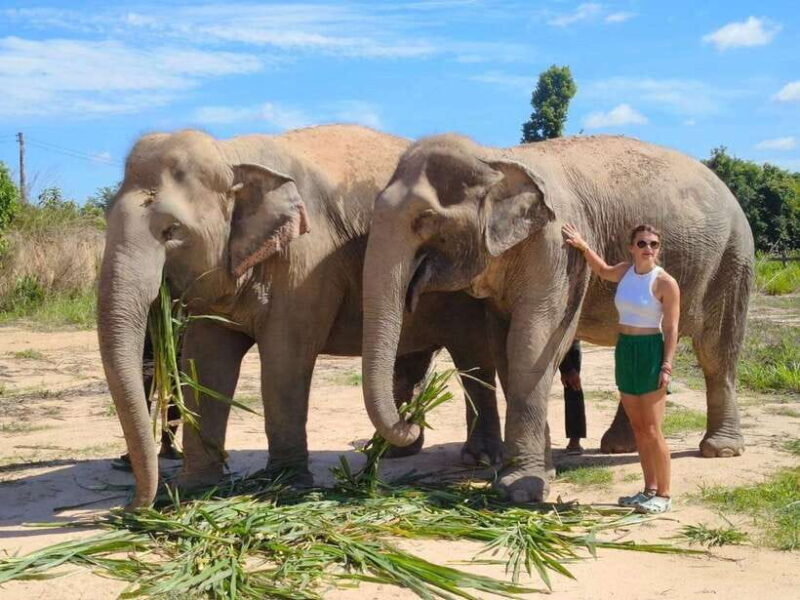 From Siem Reap: Elephant Sanctuary Experience with Transfers - Fun in the Mud and Water