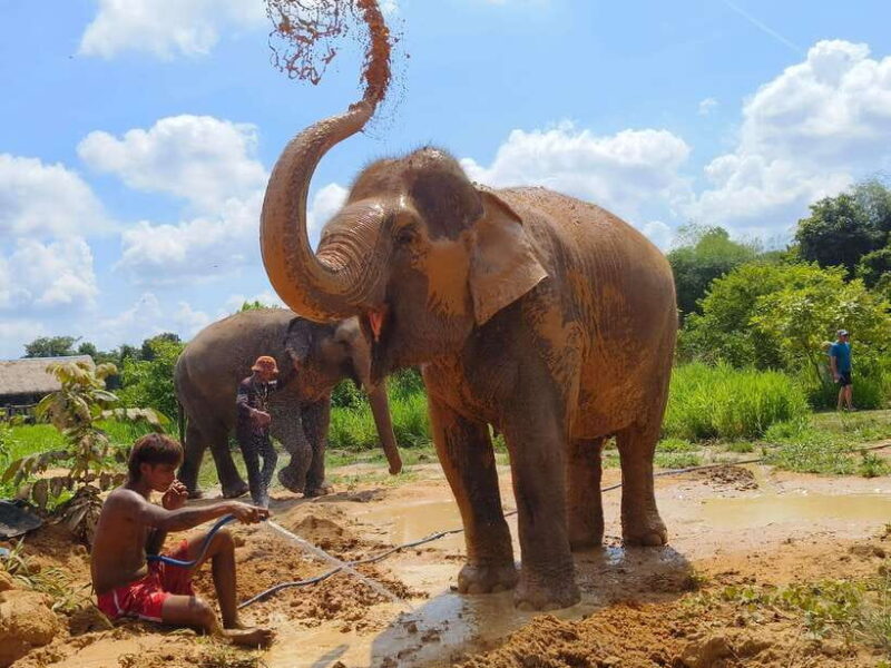 From Siem Reap: Elephant Sanctuary Experience with Transfers - What to Expect at Each Stage
