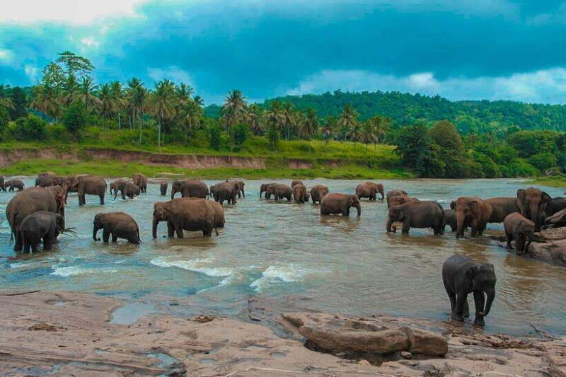 From Sigiriya: 6-Day Sri Lanka Tour with Yala Safari - Key Points