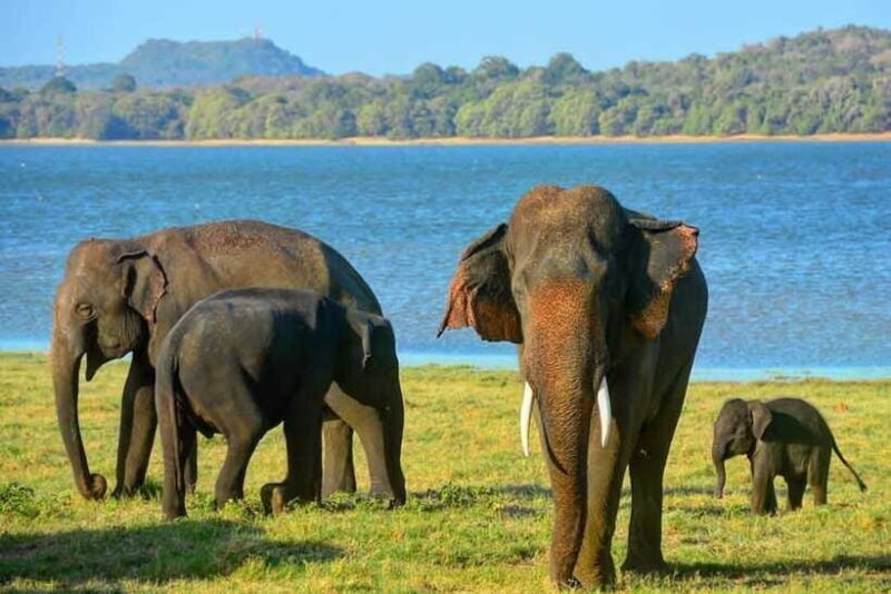 From Sigiriya : Kaudulla National Park Elephant Jeep Safari - Why This Safari is Worth It