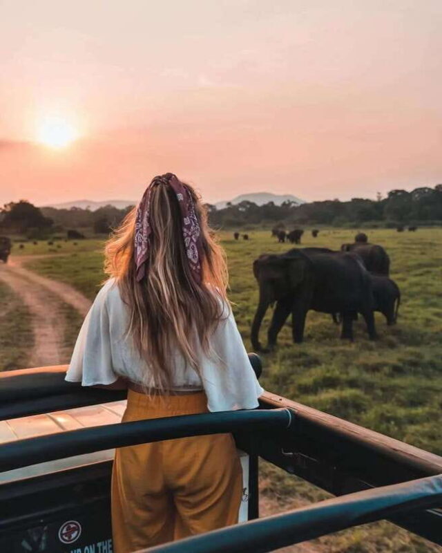 From Sigiriya: Minneriya National Park Elephant Safari - The Experience: What You Can Expect