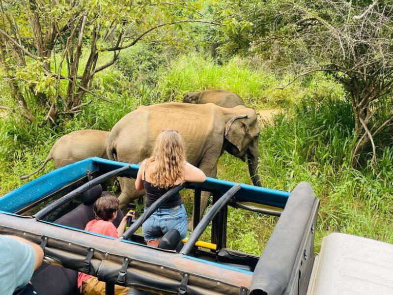 From Sigiriya: Minneriya National Park Private Jeep Safari - Key Points