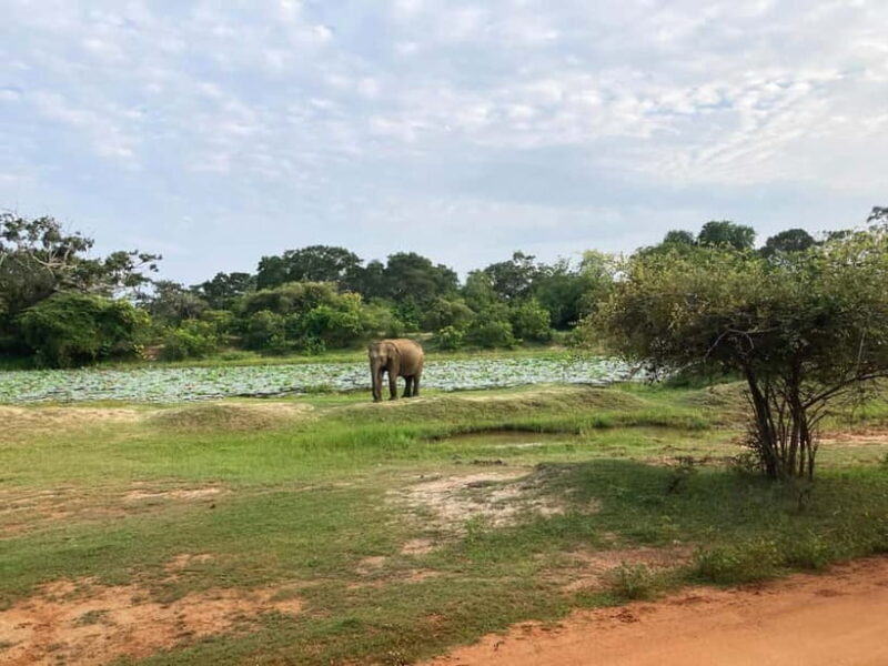 From Sigiriya: Private 4X4 Safari to Where the Elephants Are - Key Points