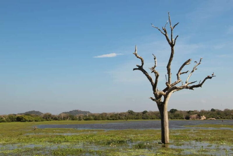 From Sigiriya: Private 4X4 Safari to Where the Elephants Are - The Value of a Private Safari