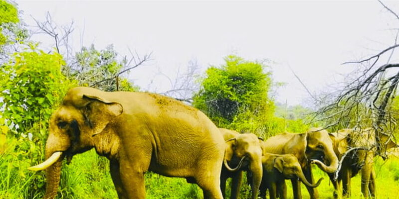 From Sigiriya: Private 4X4 Safari to Where the Elephants Are - Who Will Love This Tour?