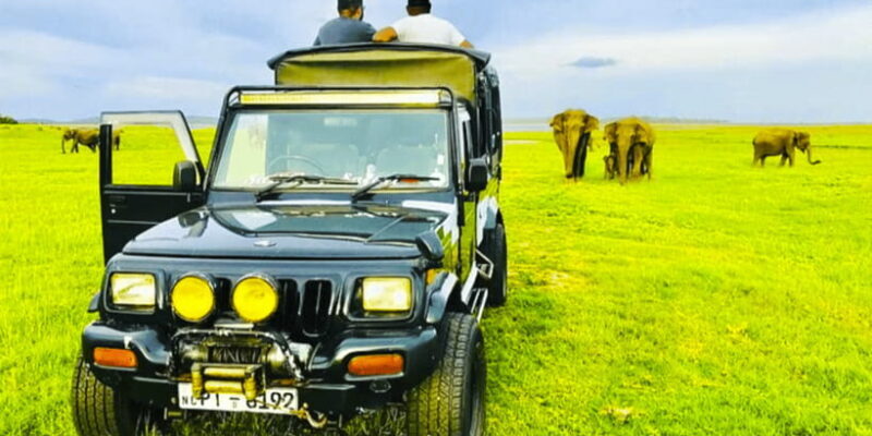 From Sigiriya: Private 4X4 Safari to Where the Elephants Are - The Sum Up