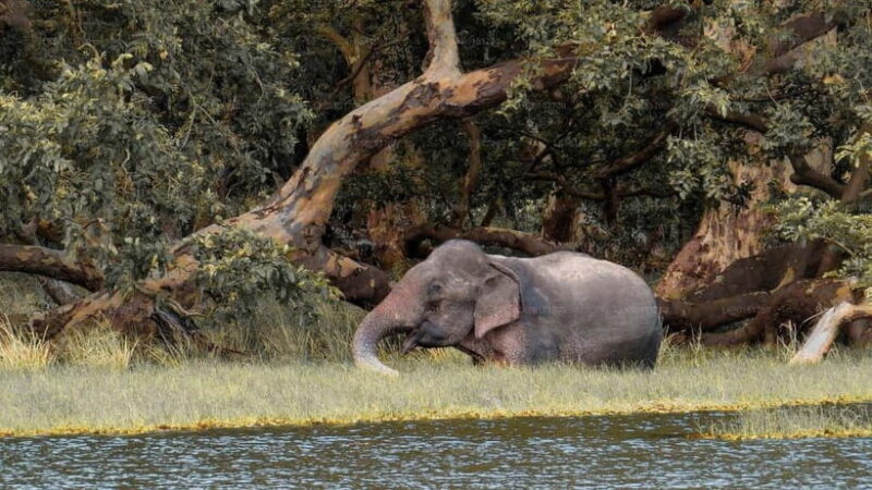 From Sigiriya: Wilpattu National Park Private Jeep Safari - Why Choose the Wilpattu Safari?