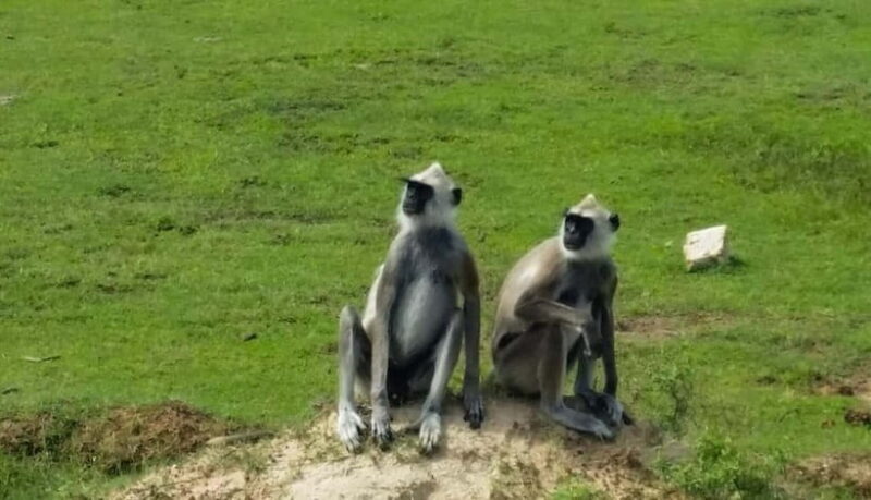 From Sigiriya: Wilpattu National Park Private Jeep Safari - Who Will Love This Tour?