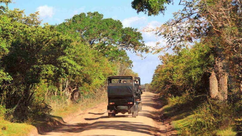 From Sigiriya: Wilpattu National Park Private Jeep Safari - Final Thoughts